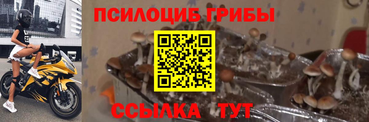 Галлюциногенные грибы прущие грибы Сибай